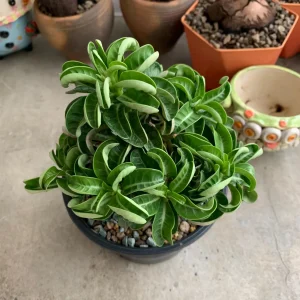 Dorset Horn Adenium (DHA),