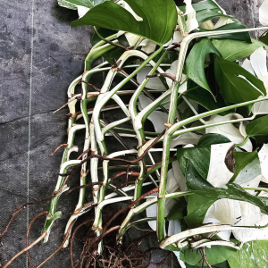 5 Pieces Variegated Monstera Albo