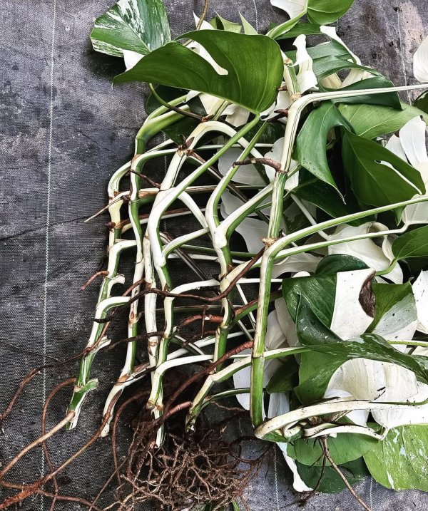 5 Pieces Variegated Monstera Albo